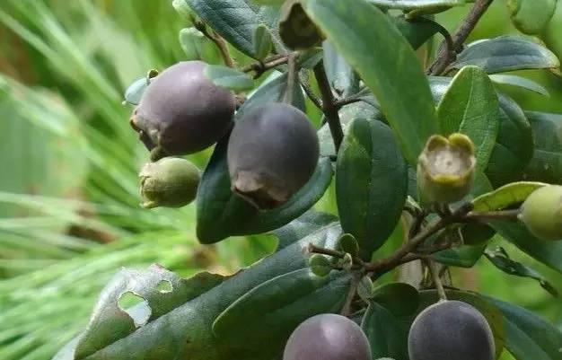 桃金娘可以人工種植嗎？桃金娘種植方法是什么？