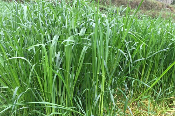 一年生黑麥草牧草種子適應(yīng)性強(qiáng)，易種植、產(chǎn)量高
