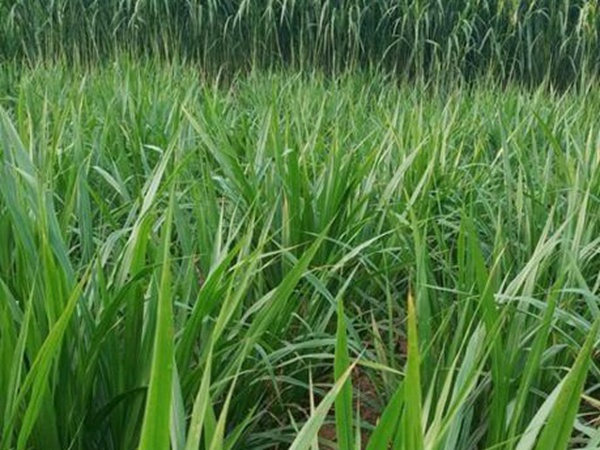 皇竹草種植經(jīng)濟(jì)效益有哪些？作用是什么？