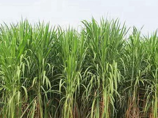皇竹草種植經(jīng)濟(jì)效益有哪些？作用是什么？
