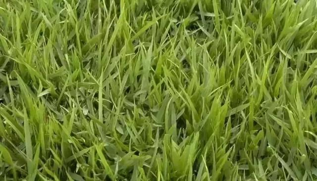 花園草坪的種植方法與養(yǎng)護(hù)管理經(jīng)驗