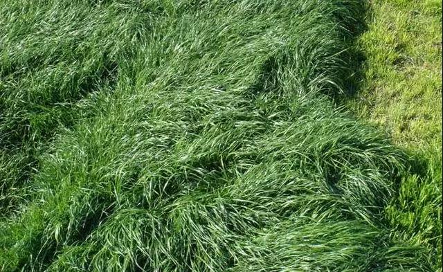 養(yǎng)牛最適合種植什么牧草比較好？種植方法是什么？