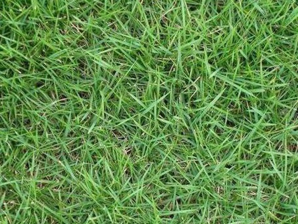 哪個(gè)公司有賣百慕大種子？種植后幾天可以發(fā)芽？