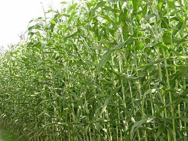 甜高粱的種植技術(shù)，種植需要注意什么