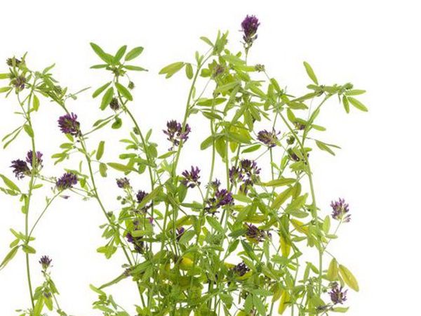 養(yǎng)羊如何選擇牧草？有什么需要注意的？