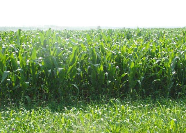 優(yōu)質(zhì)牧草——高丹草，種植高丹草種子如何高產(chǎn)？