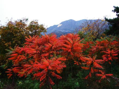 生命力頑強(qiáng)的鹽膚木，鹽膚木基本價(jià)值與種植技術(shù)介紹