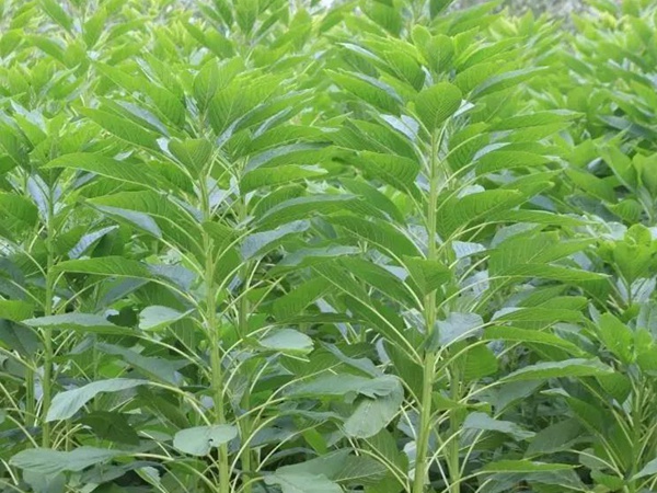 籽粒莧是一種什么植物，又什么作用