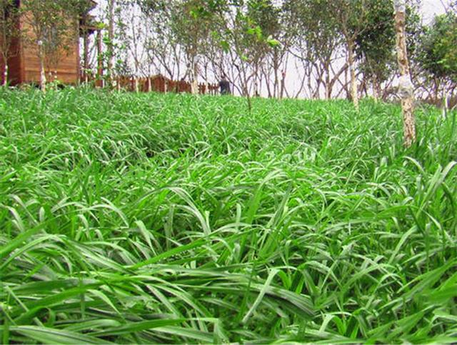 多年生黑麥草是什么？多年生黑麥草的種植方法是什么？