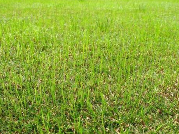 野牛草種植技術(shù)以及養(yǎng)護管理方法有哪些