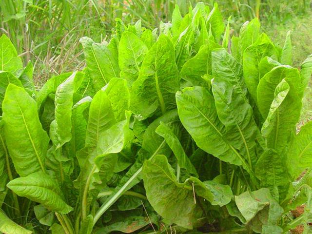 菊苣的主要價值及種植技術(shù)介紹