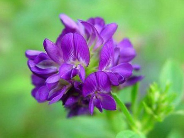 “牧草之王”紫花苜蓿怎么種植比較好，什么時(shí)候能種植比較合適？