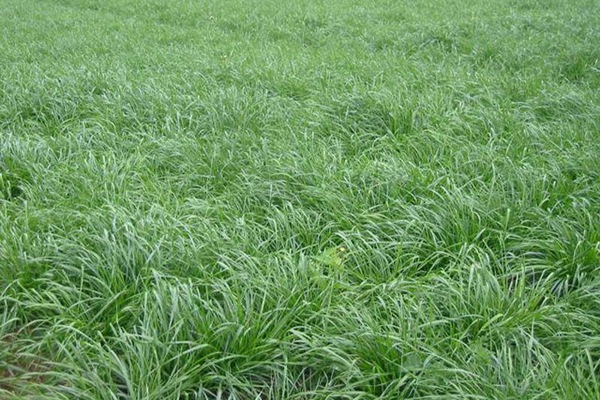 一年生黑麥草牧草種子適應(yīng)性強(qiáng)，易種植、產(chǎn)量高