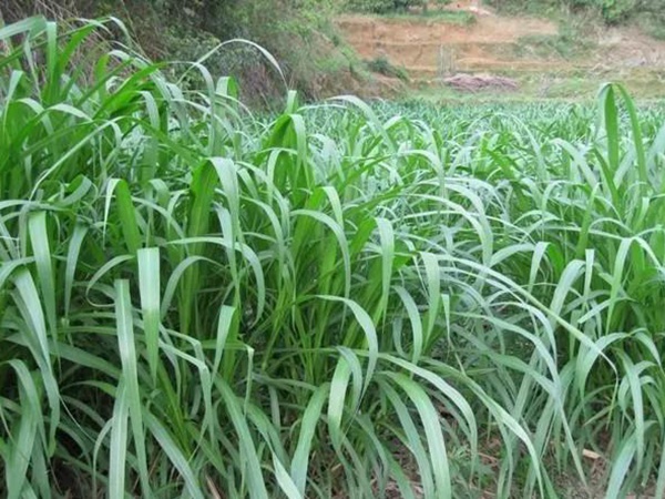 皇竹草種植方法？多少度下適合播種？