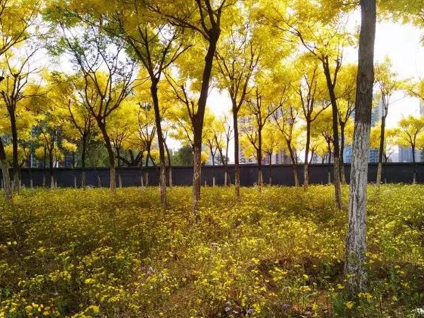苦荬菜簡單介紹與營養(yǎng)價(jià)值