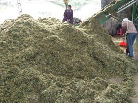 皇竹草可以養(yǎng)豬嗎？皇竹草牧草種子優(yōu)點(diǎn)有哪些？