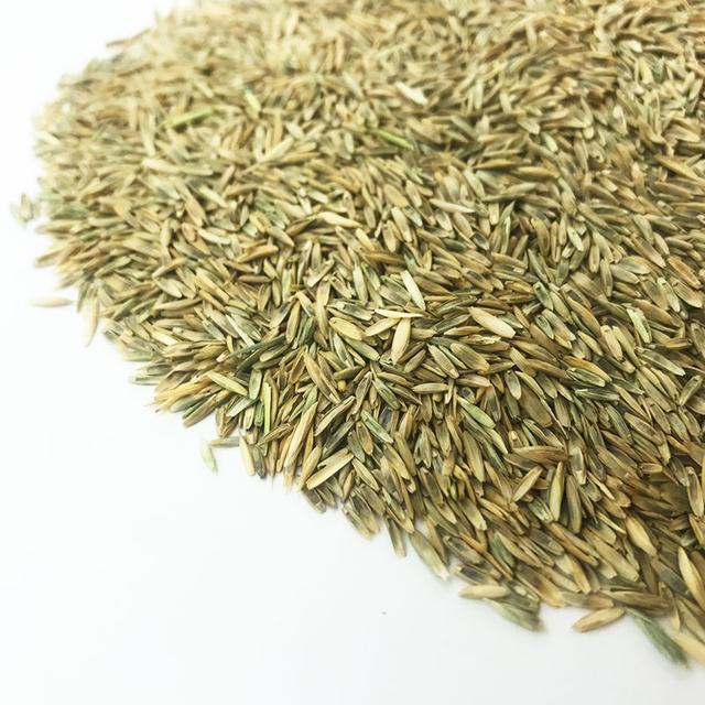 優(yōu)質(zhì)牧草種黑麥草，生長速度快，產(chǎn)量高，畜牧愛吃