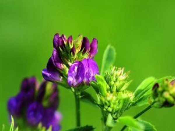 “牧草之王”紫花苜蓿怎么種植比較好，什么時(shí)候能種植比較合適？