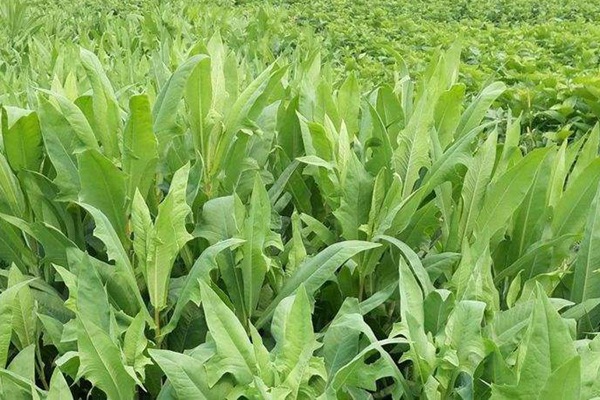 苦荬菜種子怎么進(jìn)行種植比較好？