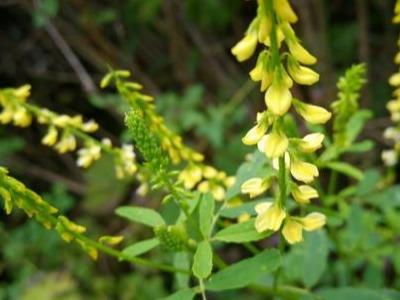草木犀種植方法及特點(diǎn)介紹，什么時(shí)候種植比較好