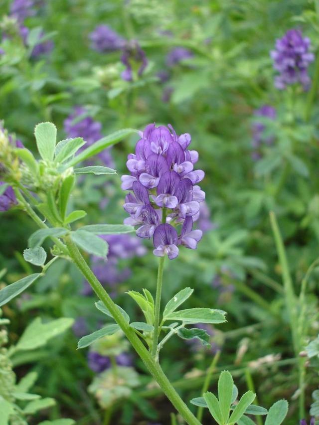 紫花苜蓿——牧草中的極品，最實(shí)用的種植技術(shù)，值得收藏
