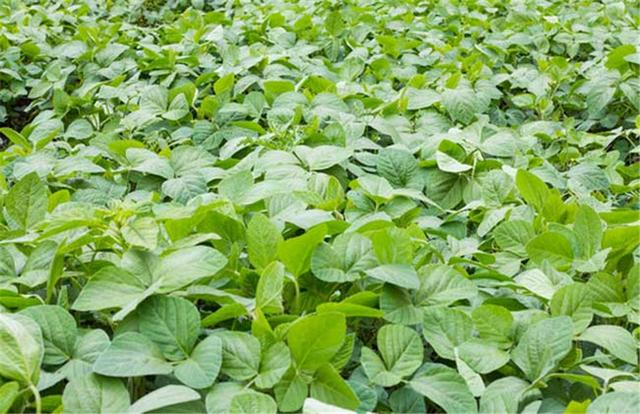 黑豆如何種植？種植方法是什么？有什么需要注意的？