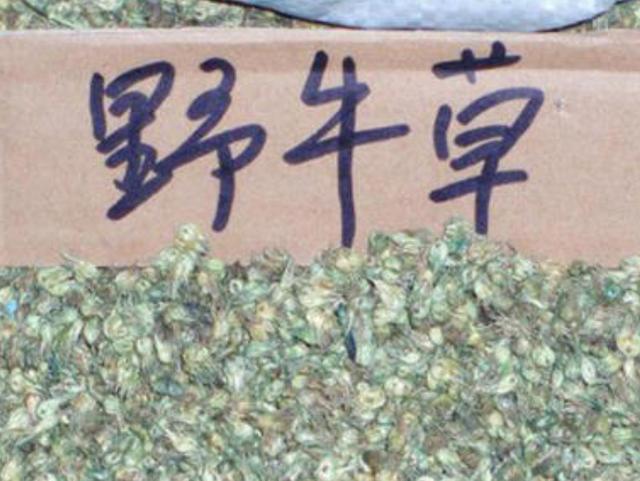 野牛草種植技術(shù)以及養(yǎng)護管理方法有哪些