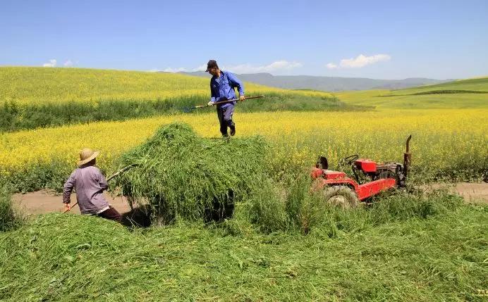 養(yǎng)牛最適合種植什么牧草比較好？種植方法是什么？
