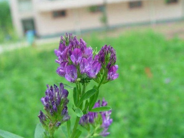 “牧草之王”紫花苜蓿怎么種植比較好，什么時(shí)候能種植比較合適？