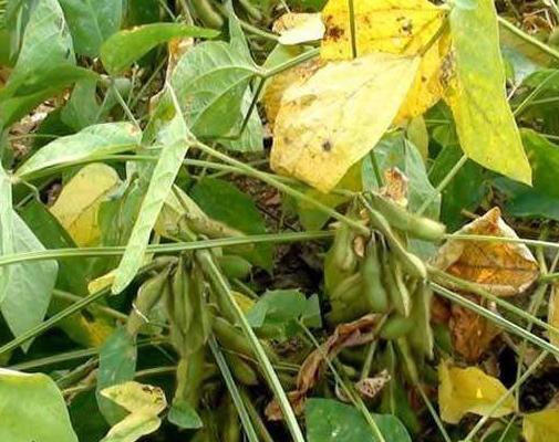 黑豆種植方法有哪些？什么時(shí)候播種比較合適？