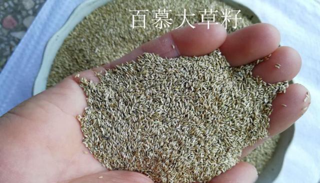 百慕大草坪經(jīng)濟(jì)價值以及播種管理技術(shù)