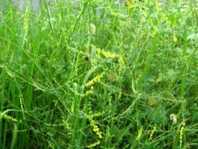 草木犀種植方法及特點(diǎn)介紹，什么時(shí)候種植比較好