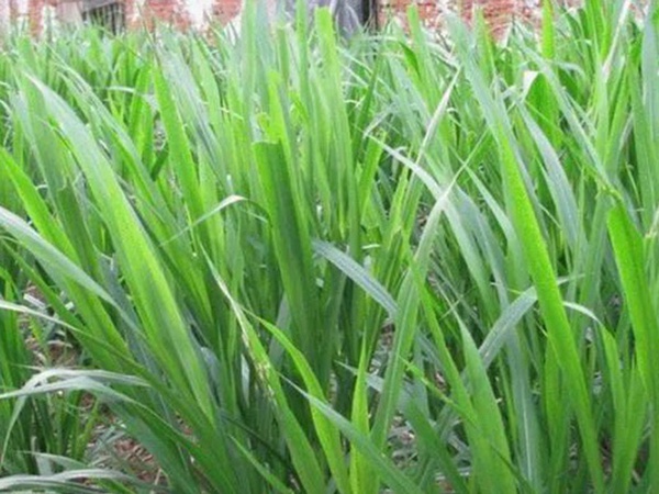 象草是一種高價(jià)值的飼料，種植栽培方法是什么
