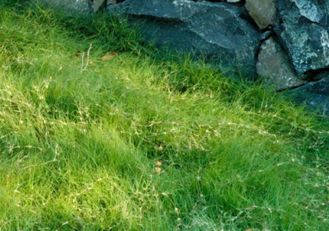 野牛草種植技術(shù)以及養(yǎng)護管理方法有哪些