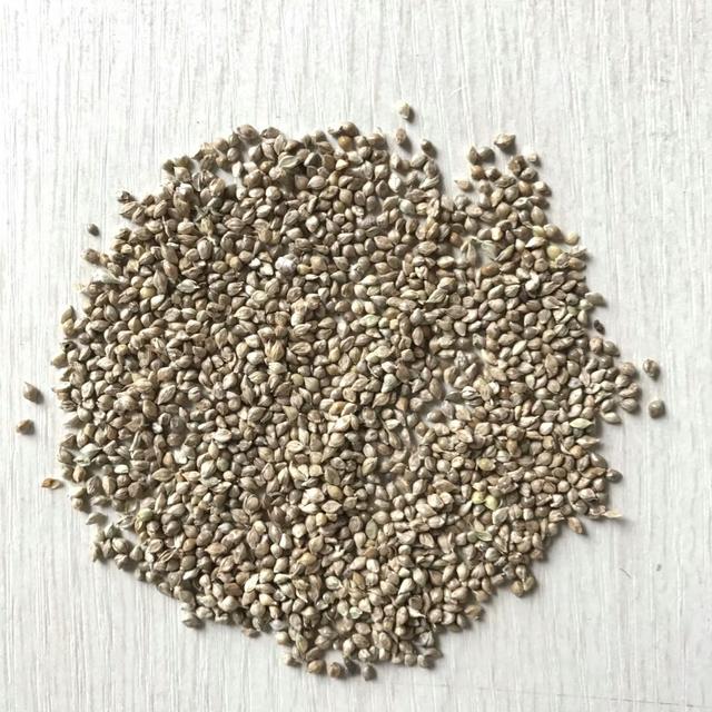 種植小米草的優(yōu)勢在哪里？養(yǎng)殖小龍蝦怎么樣？
