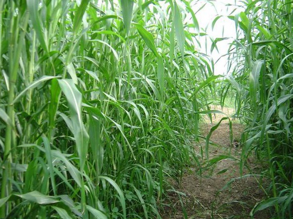 種植牧草需要注意的地方有很多，需要注意什么？