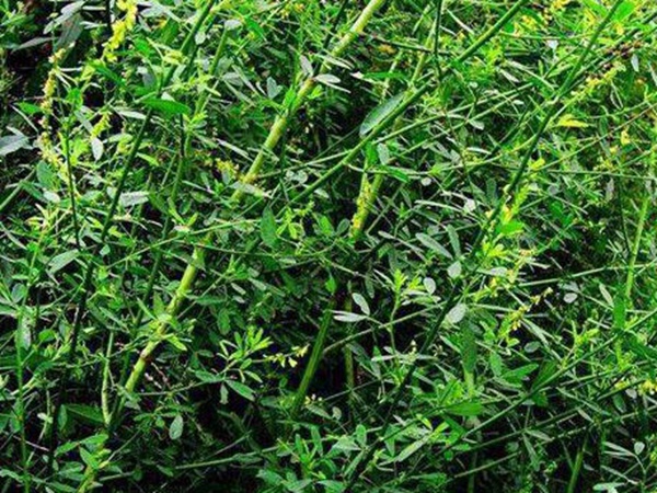 草木樨種子去哪里買比較好？育苗方法有哪些？