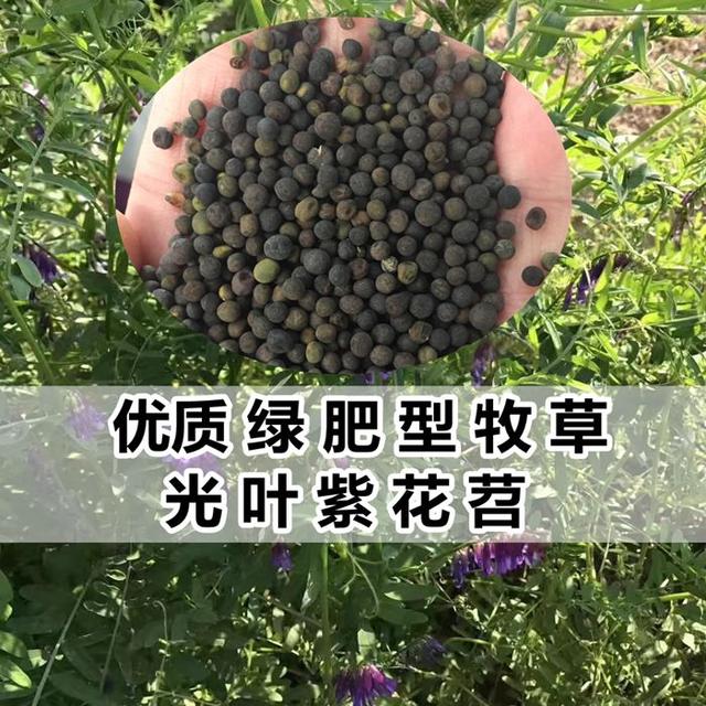 優(yōu)質(zhì)養(yǎng)蜂蜜源植物、牧草光葉紫花苕的種植技術(shù)