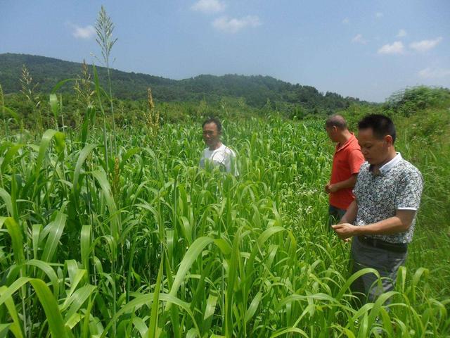 高丹草對(duì)環(huán)境有什么要求，在什么環(huán)境下存活
