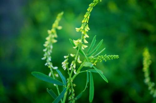 草木犀種植方法及特點(diǎn)介紹，什么時(shí)候種植比較好