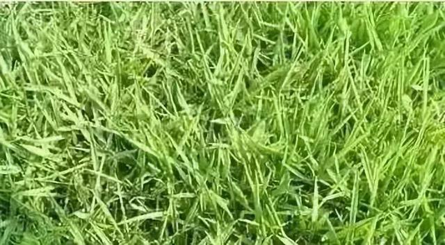 花園草坪的種植方法與養(yǎng)護(hù)管理經(jīng)驗