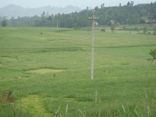 養(yǎng)牛、羊種植什么牧草好？種植如何利用？
