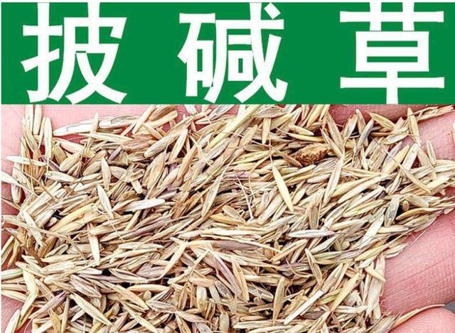 想要披堿草種子的發(fā)芽率高，有什么好的方法？