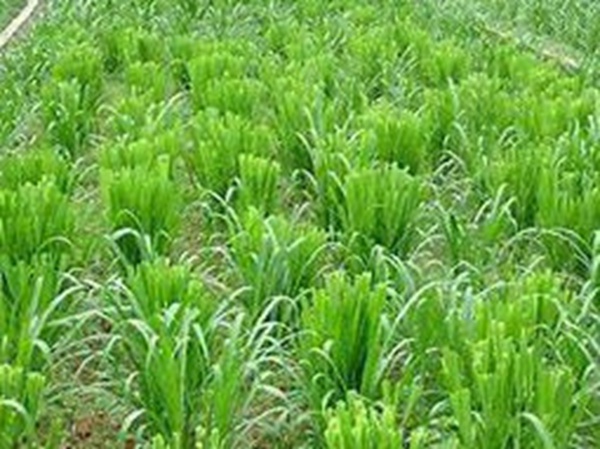 牧草要怎么種植比較好，有什么好的方法？