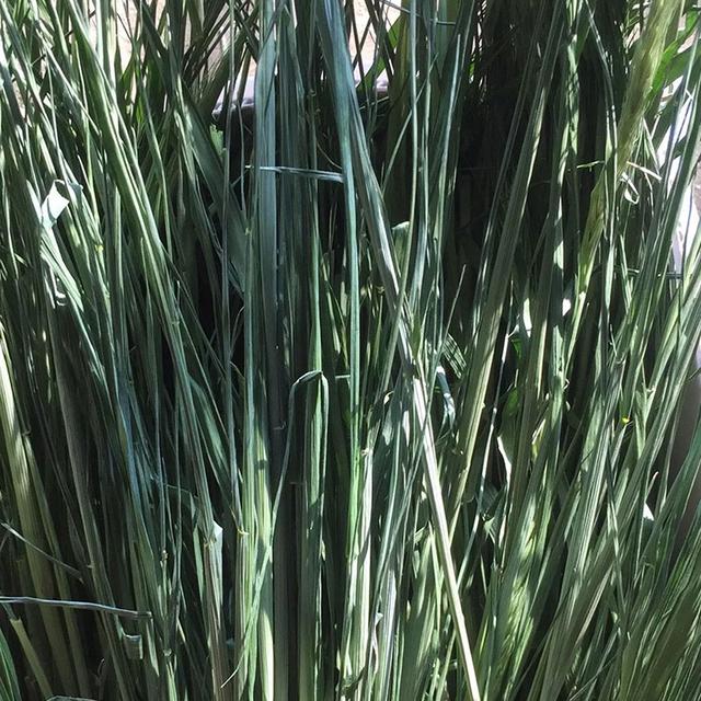 優(yōu)質(zhì)牧草種黑麥草，生長速度快，產(chǎn)量高，畜牧愛吃