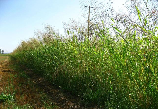 優(yōu)質(zhì)的牧草——蘇丹草，怎么種植可以高產(chǎn)