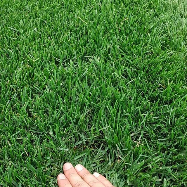 草坪綠化中的王者，護(hù)坡能力強(qiáng)大的的剪股穎草種