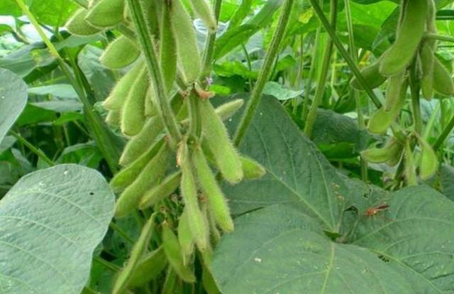 黑豆種植方法有哪些？什么時(shí)候播種比較合適？