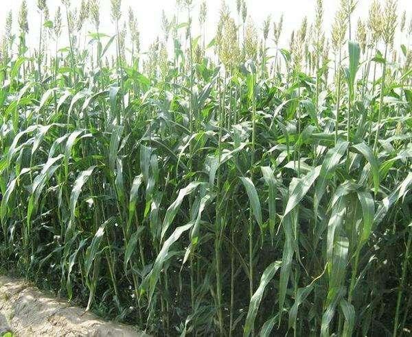優(yōu)質(zhì)牧草——高丹草，種植高丹草種子如何高產(chǎn)？