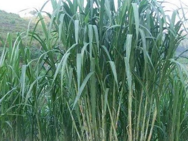 象草是一種高價(jià)值的飼料，種植栽培方法是什么